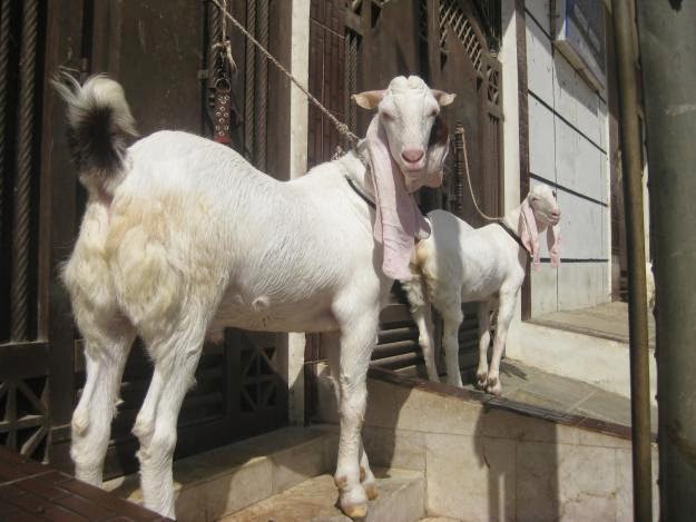 Animal Sacrifice in Pakistan
