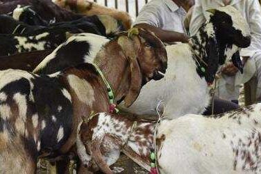 Animal Sacrifice in Africa