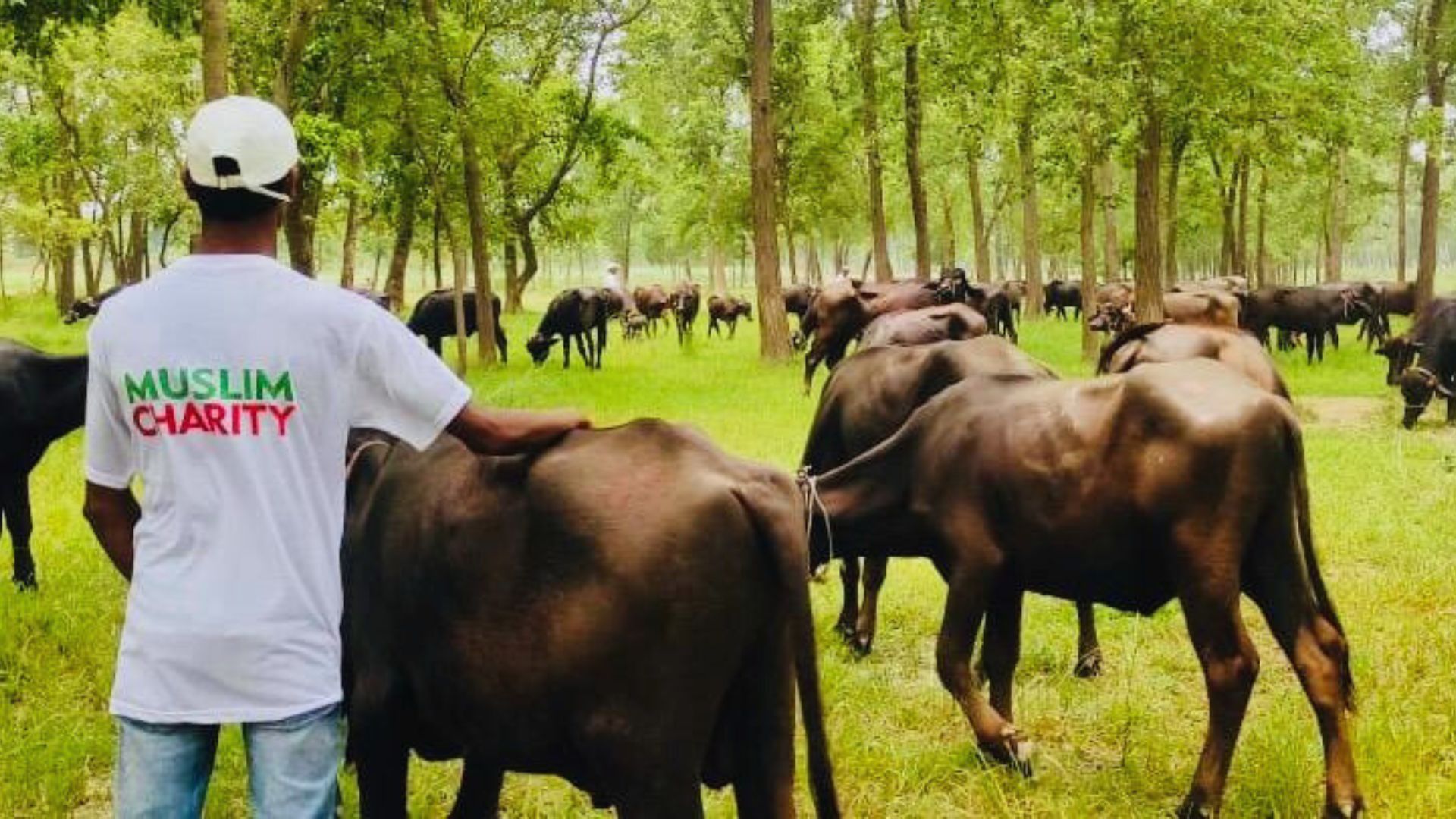 gallery_image_title1