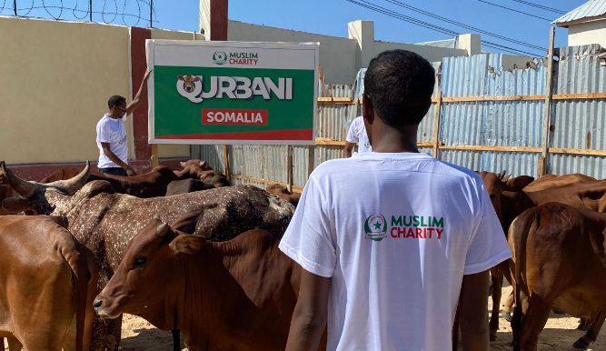 A man in a white shirt adorned with a Muslim charity logo stands before a herd of cows in an open field.
